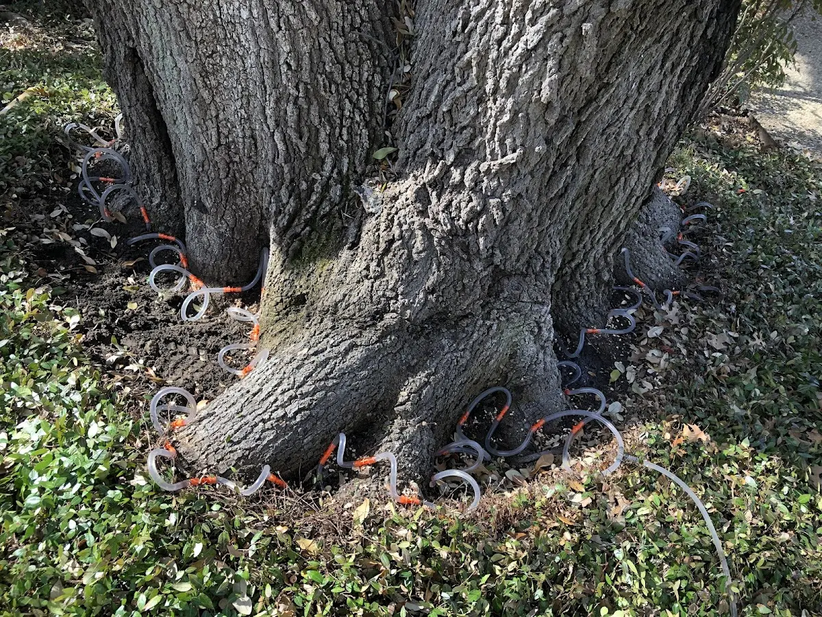 Detailed Tree Cabling and Bracing job site in Cimarron