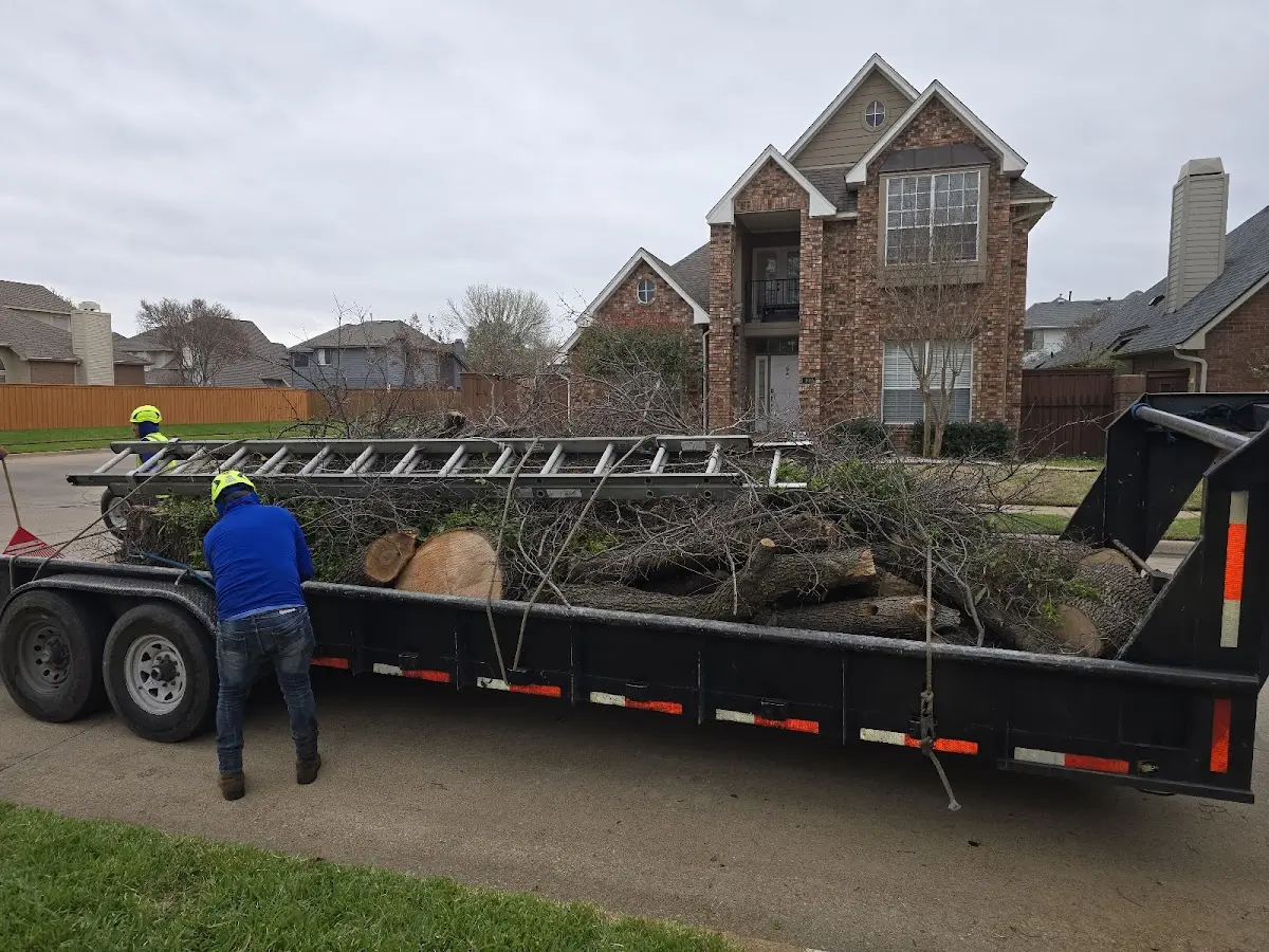 Expert Tree Removal with proper safety equipment in Cimarron